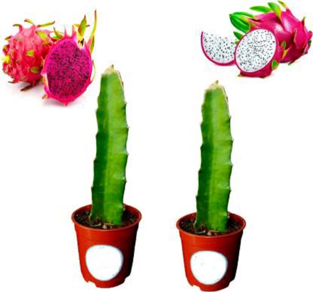 Dragon Fruit plants for sale