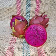 American Beauty Dragon Fruit Plants for Sale