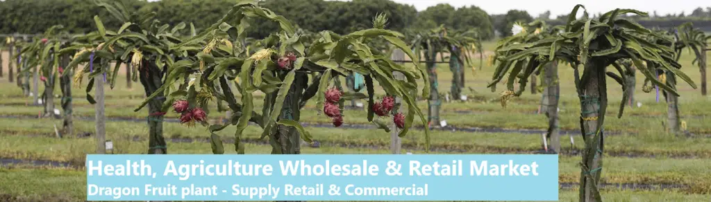 Healthy Fields DSFA - Dragon Fruit South Africa Plant Supply