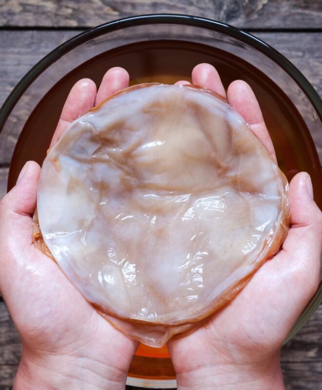 Kombucha Cultures