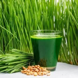 Healthy Fields Organic wheatgrass seed