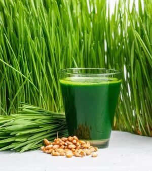 Healthy Fields Organic wheatgrass seed