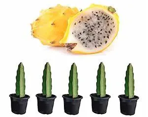 Dragon Fruit plants for sale