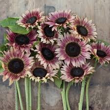 Healthy Field Plants & Seeds