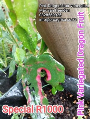 Amazing Tasting RED Variegated Dragon Fruit Plant Cutting