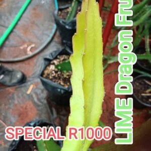 Amazing Tasting Lime Variegated Dragon Fruit Plant Cutting