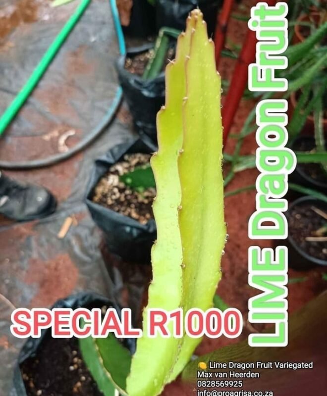 Amazing Tasting Lime Variegated Dragon Fruit Plant Cutting