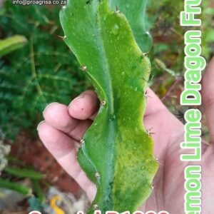 Lemon Lime Variegated Dragon Fruit Plant Cutting