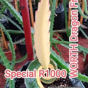 Amazing Tasting Worth Variegated Dragon Fruit Plant Cutting