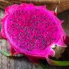 Amazing Tasting Arizona Purple Dragon Fruit Plant Cutting