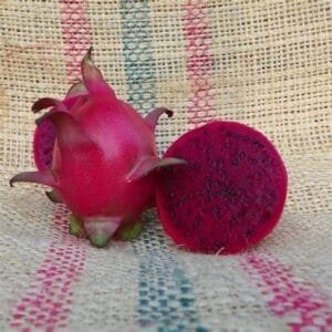 Amazing Tasting Armando Dragon Fruit Plant Cutting