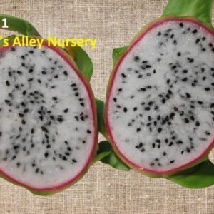 Amazing Tasting Asunta 1 Dragon Fruit Cutting