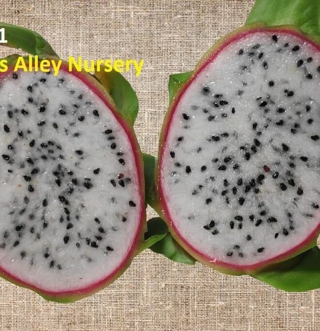 Amazing Tasting Asunta 1 Dragon Fruit Cutting