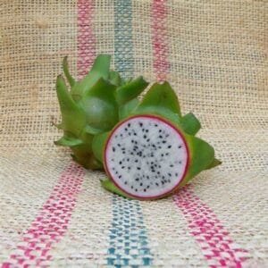 Amazing Tasting Connie Mayer Dragon Fruit Plant Cutting