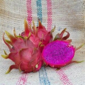 Amazing Tasting Dark Star Dragon Fruit Plant Cutting