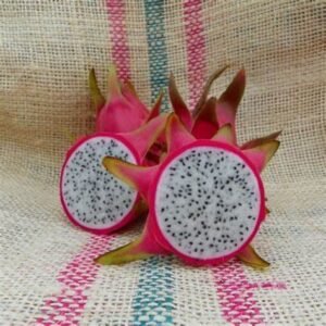 Amazing Tasting David Dowie Dragon Fruit Plant Cutting