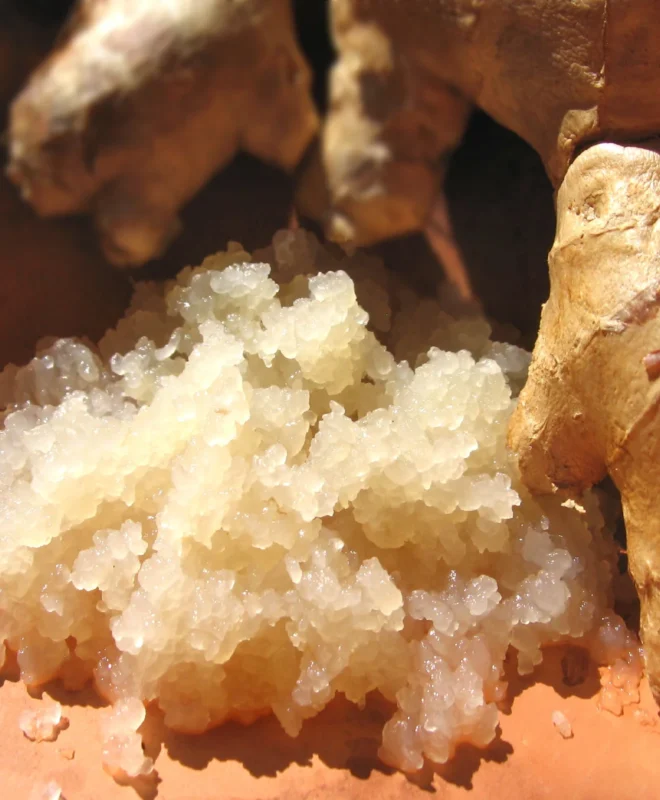 GBP Ginger Beer Plant Culture GUT Heal