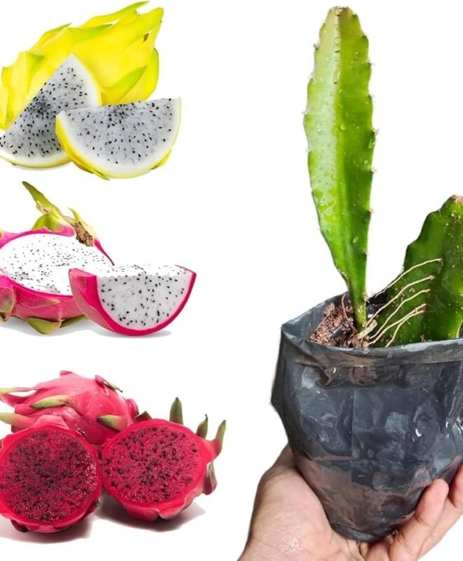 Dragon Fruit Plants