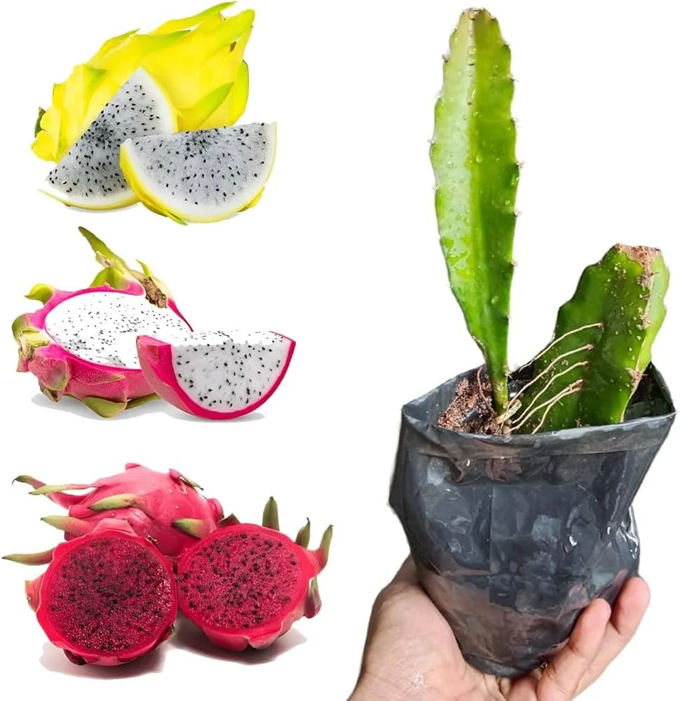 Dragon Fruit Plants
