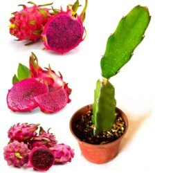 1000 Ruby Dragon Fruit Plants - Farm Package