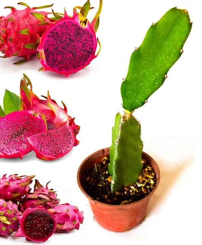 1000 Ruby Dragon Fruit Plants - Farm Package