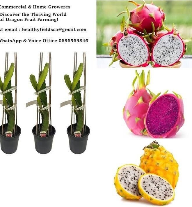 150 Ruby Dragon Fruit Plants - Farm Package