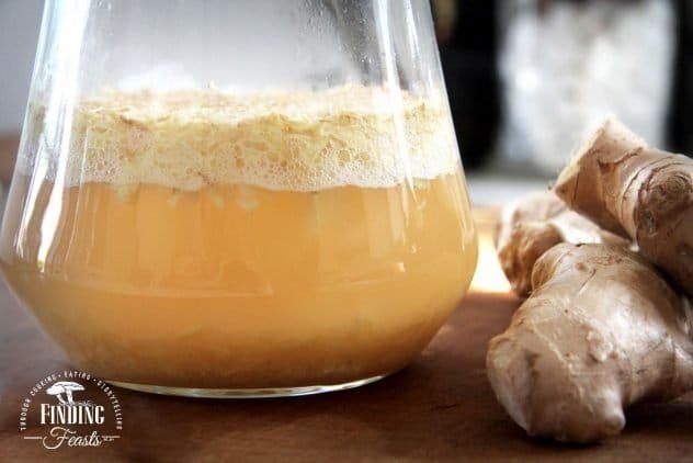 Ginger Bug Culture