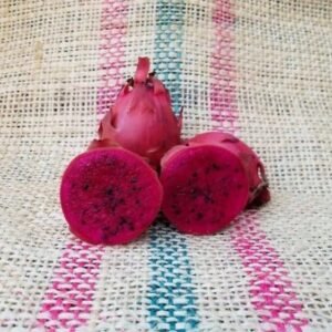 Amazing Tasting Houghton Dragon Fruit Plant Cutting