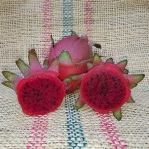 Amazing Tasting Lisa Dragon Fruit Plant Cutting