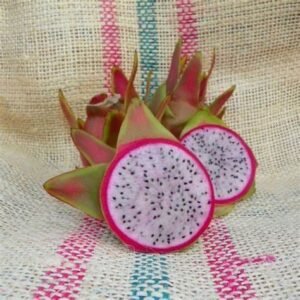 Amazing Tasting Maria Rosa Dragon Fruit Plant Cutting