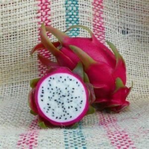 Amazing Tasting NEITZEL Dragon Fruit Plant Cutting