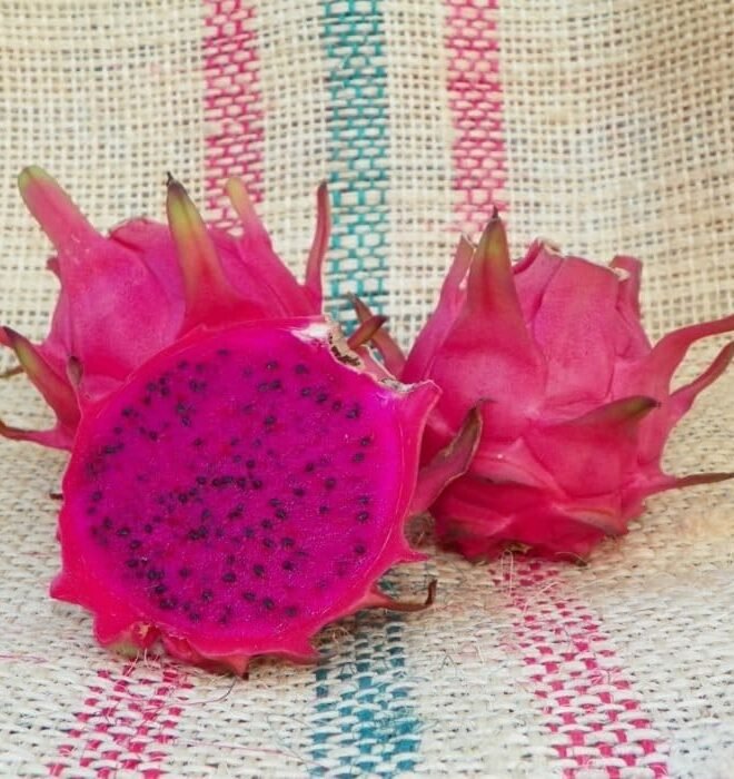 Amazing Tasting Natural Mystic Fruit Plant Cutting