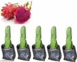 1000 Ruby Dragon Fruit Plants - Farm Package