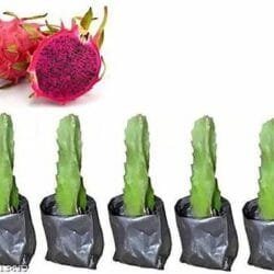 1000 Ruby Dragon Fruit Plants - Farm Package