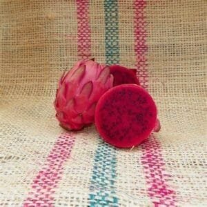 Amazing Tasting Ocamponis Dragon Fruit Plant Cutting