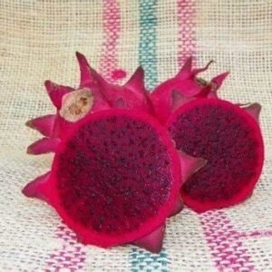 Amazing Tasting Orejona Dragon Fruit Plant Cutting