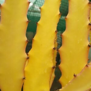 Amazing Tasting PURE GOLD Dragon Fruit Plant Cutting