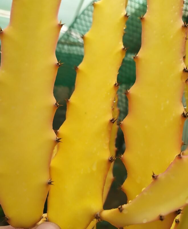 Amazing Tasting PURE GOLD Dragon Fruit Plant Cutting