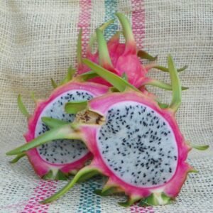 Amazing Tasting Paul Thompson Dragon Fruit Plant Cutting