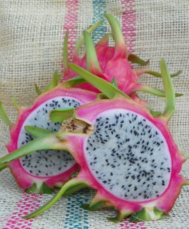 Amazing Tasting Paul Thompson Dragon Fruit Plant Cutting