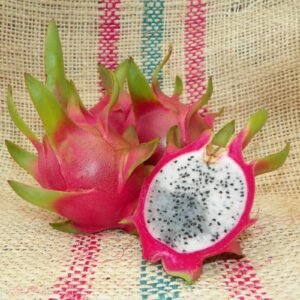 Amazing Tasting Vietnamese White Dragon Fruit Plant Cutting
