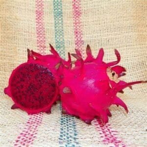 Amazing Tasting Red Jaina Dragon Fruit Plant Cutting