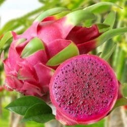 Dragon Fruit Plants for sale at healthy Fields