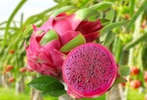 Dragon Fruit Plants for sale at healthy Fields