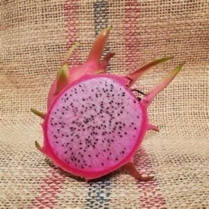 Amazing Tasting Townsend Pink Dragon Fruit Plant Cutting