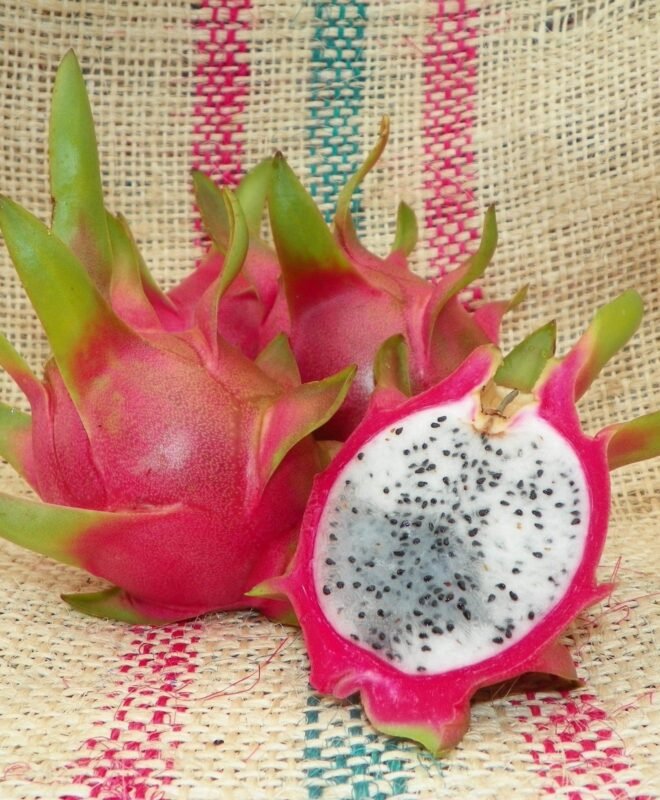 Amazing Tasting ALICE Dragon Fruit Plant Cutting (Mature)