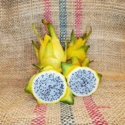 Amazing Tasting Yellow GOLD Dragon Fruit Plant Cutting