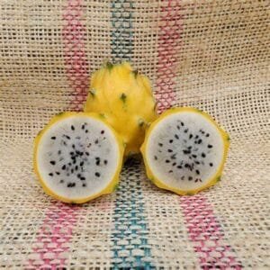 Amazing Tasting Yellow Phalora Dragon Fruit Dragon Fruit Plant Cutting