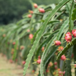 Dragon Fruit Farming Packages