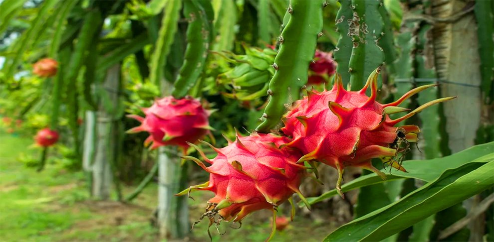 Contact us for Dragon Fruit Farming & Health Products option